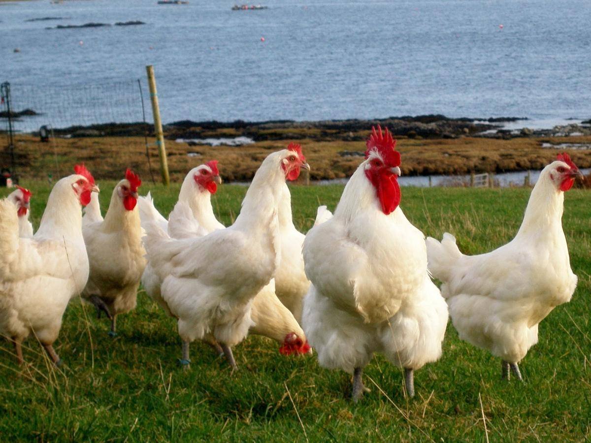 Швейцарские куры