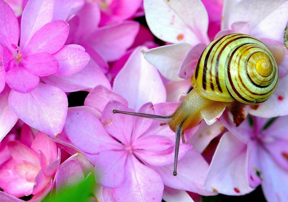 Astronia macrophylla