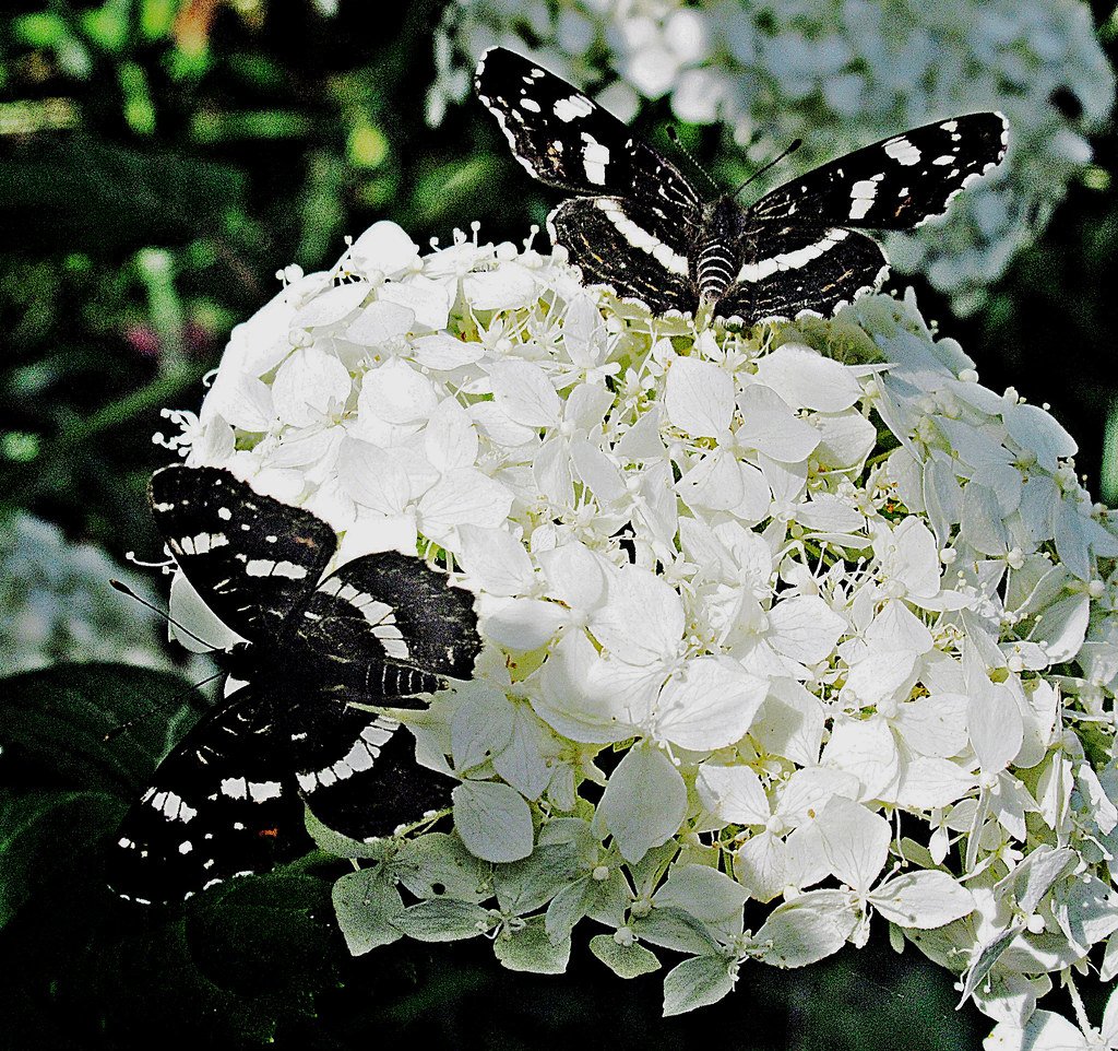 Гортензия бабочка