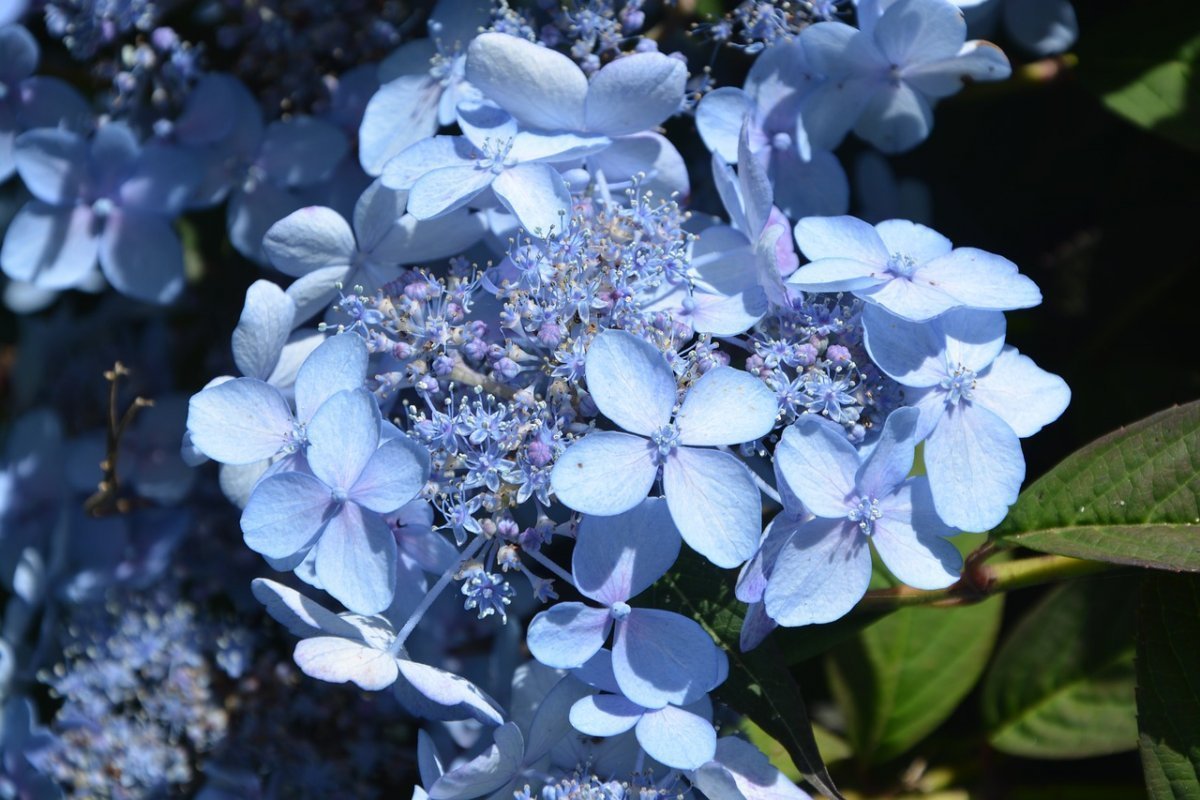 Голубые цветы