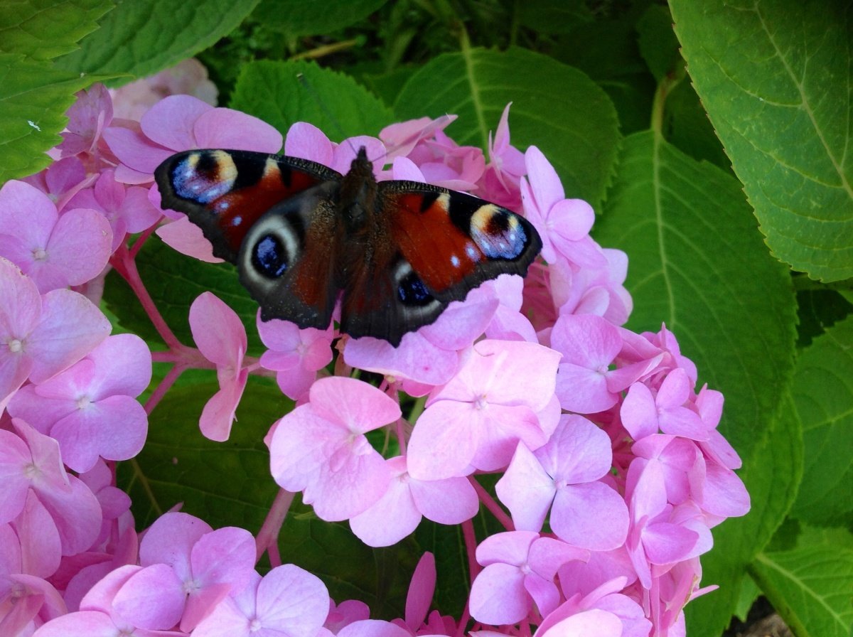 Гортензия бабочковая