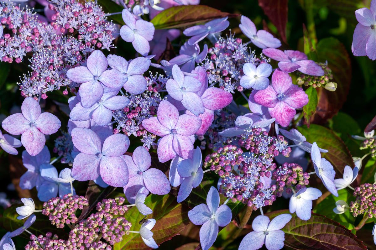 Гортензия Дорис