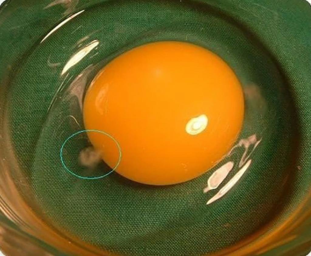 Куриный белок на ночь. Халаза в яйце.