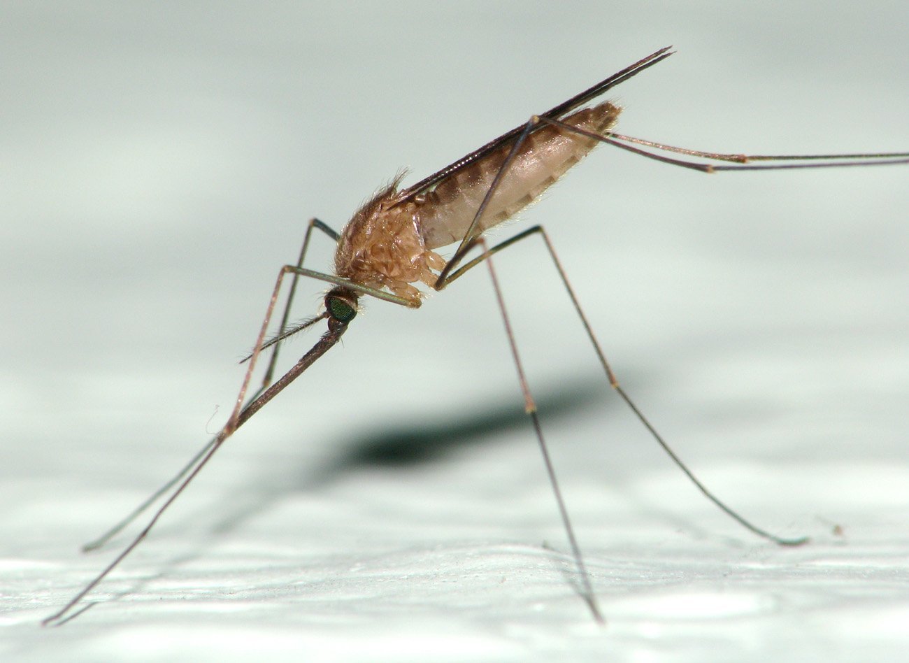 Комар малярийный комар членистоногие двукрылые. Малярийный комар. Малярийный комар анофелес. Малярийный Москит. Малярийный Москит анофелес.