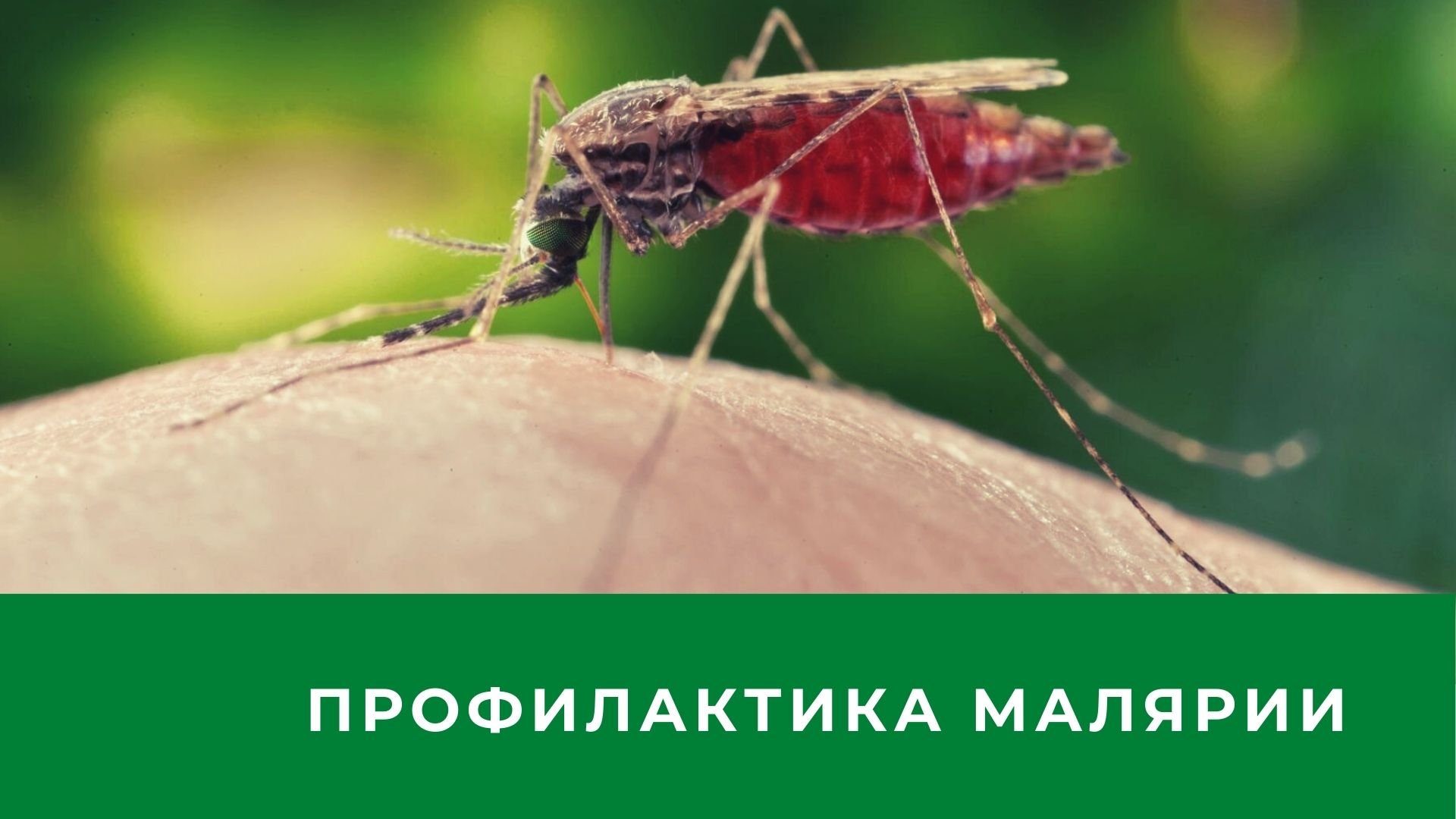 Почему для борьбы с малярией. Малярийный комар фото. Крымский малярийный комар. Малярийный комар и обычный.