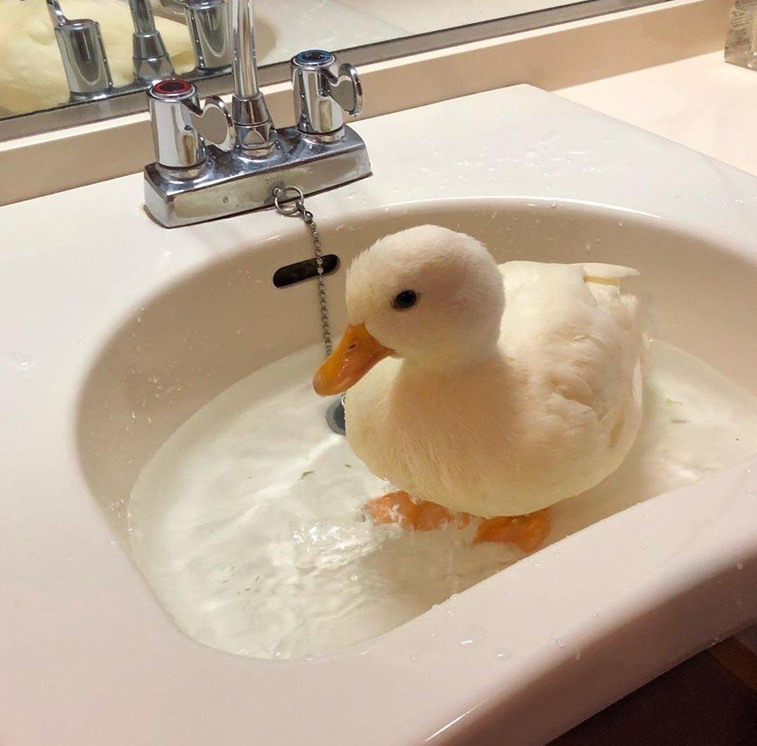 Утка кряква заныривают