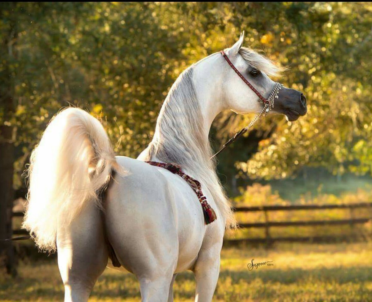 Андалузская борзая