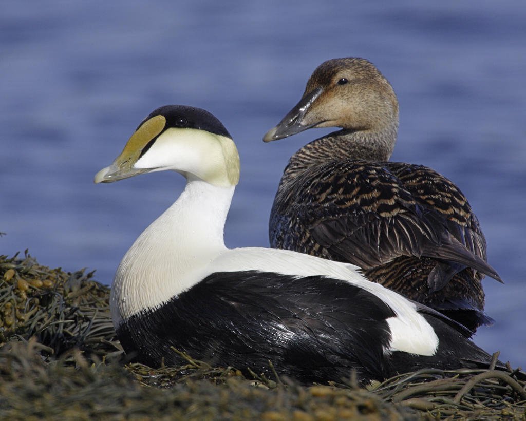 Гага птица Кандалакшский заповедник