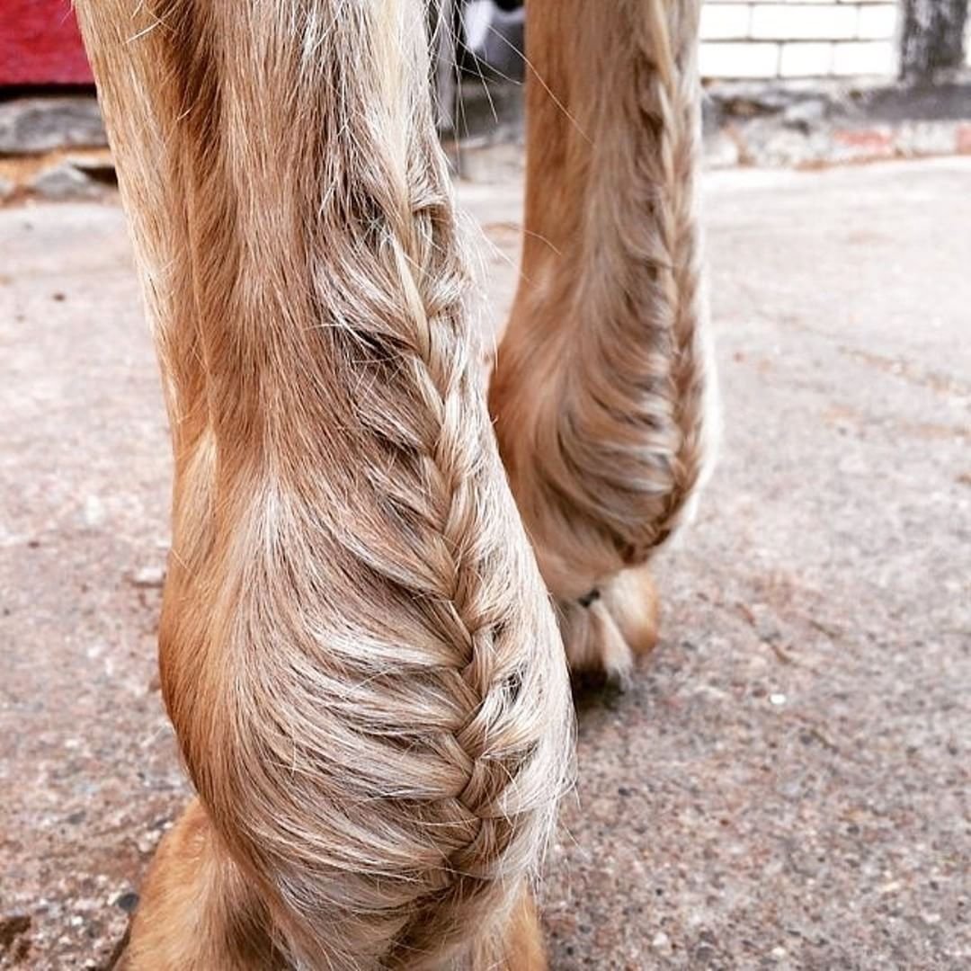 Хвост лошади