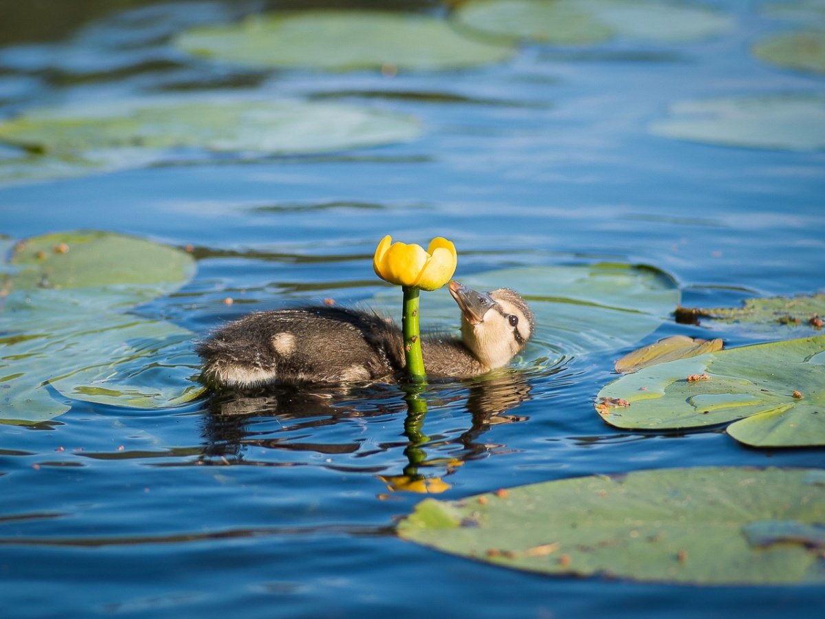 Утка Мандаринка