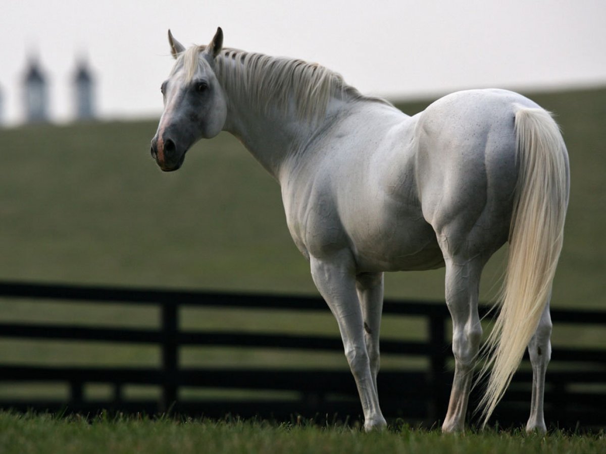 Белая лошадь