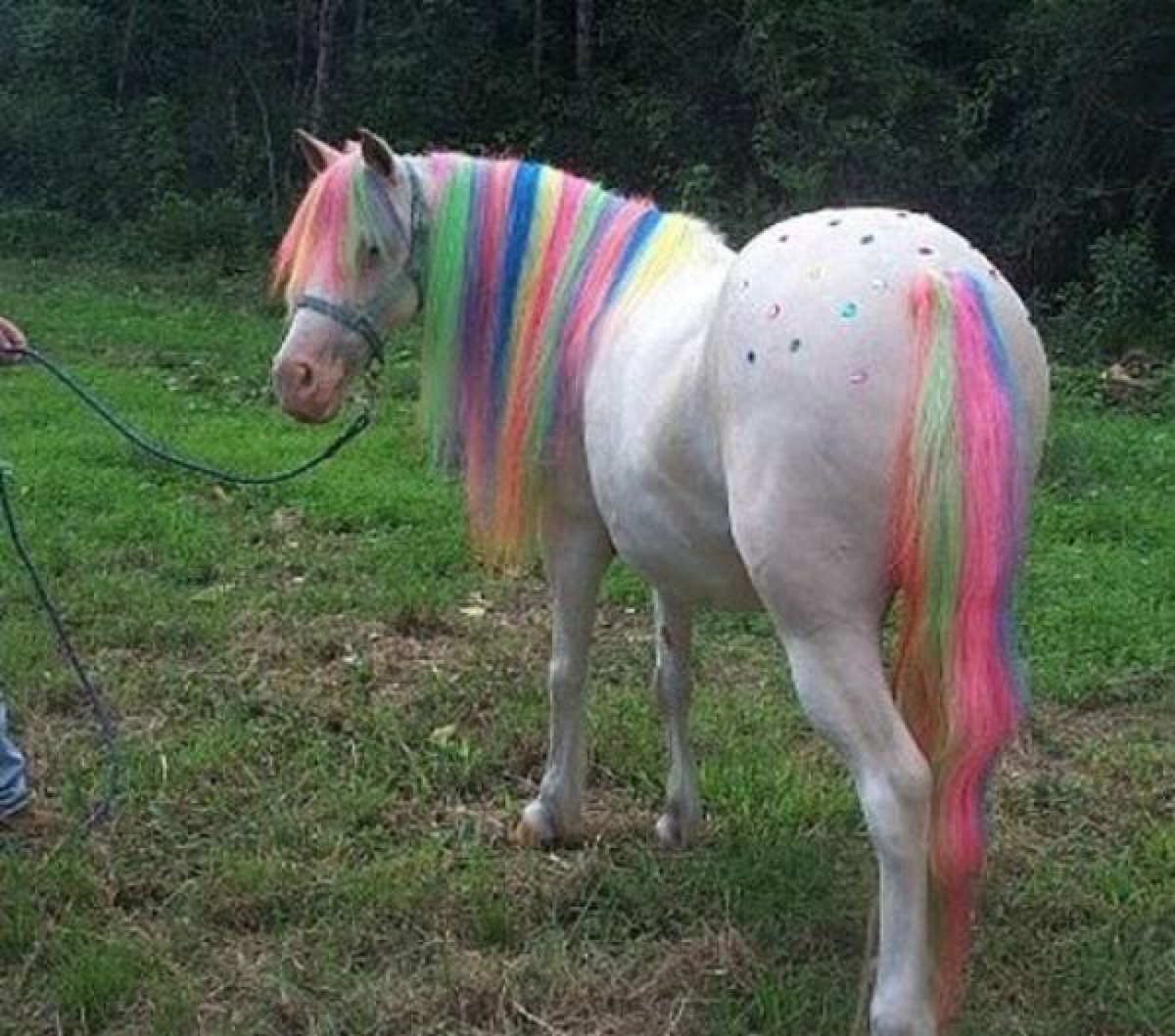 Лошадиный хвост