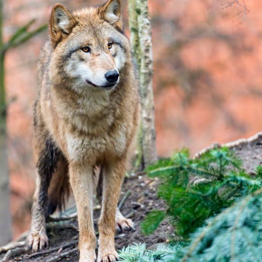 Тибетская Волчья