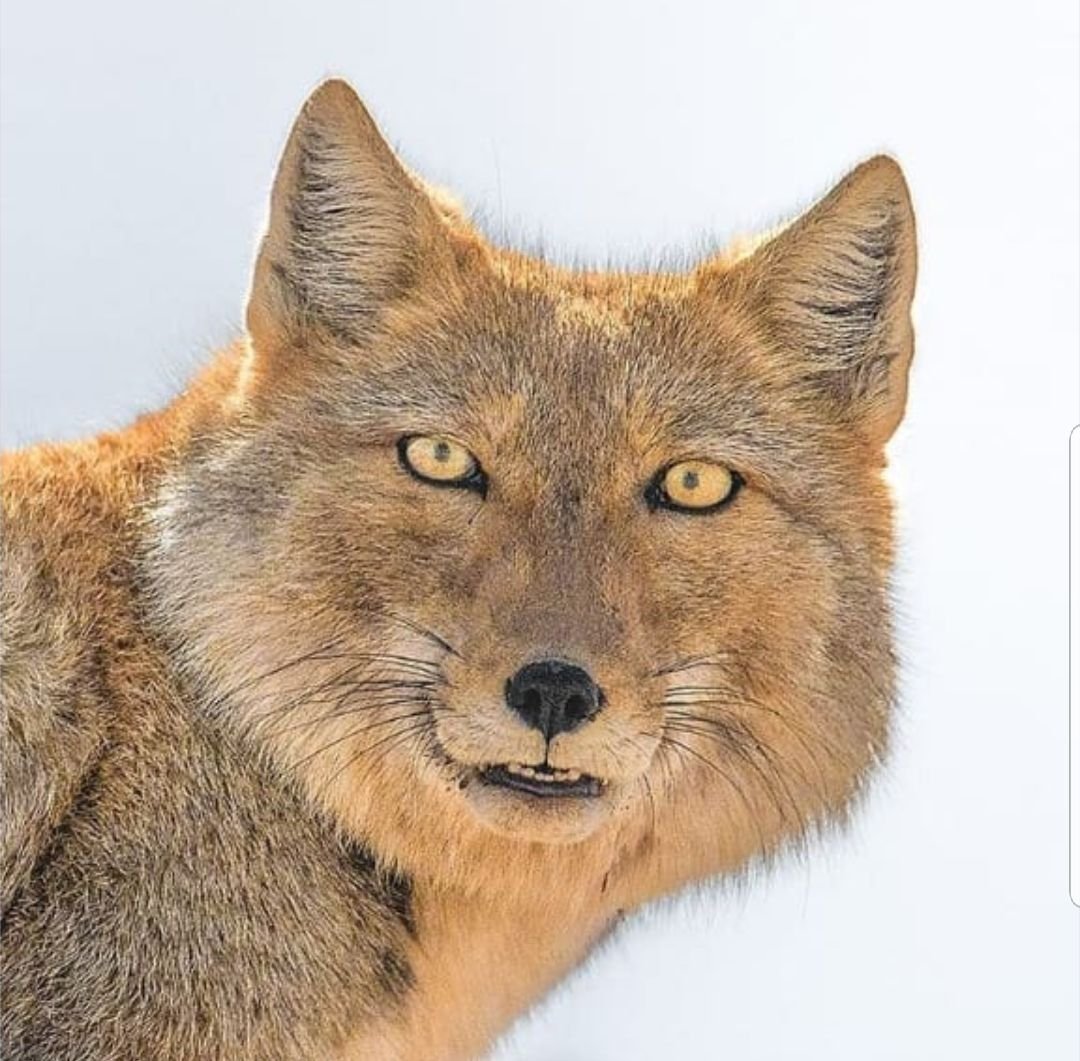 Тибетская лиса Николас Кейдж