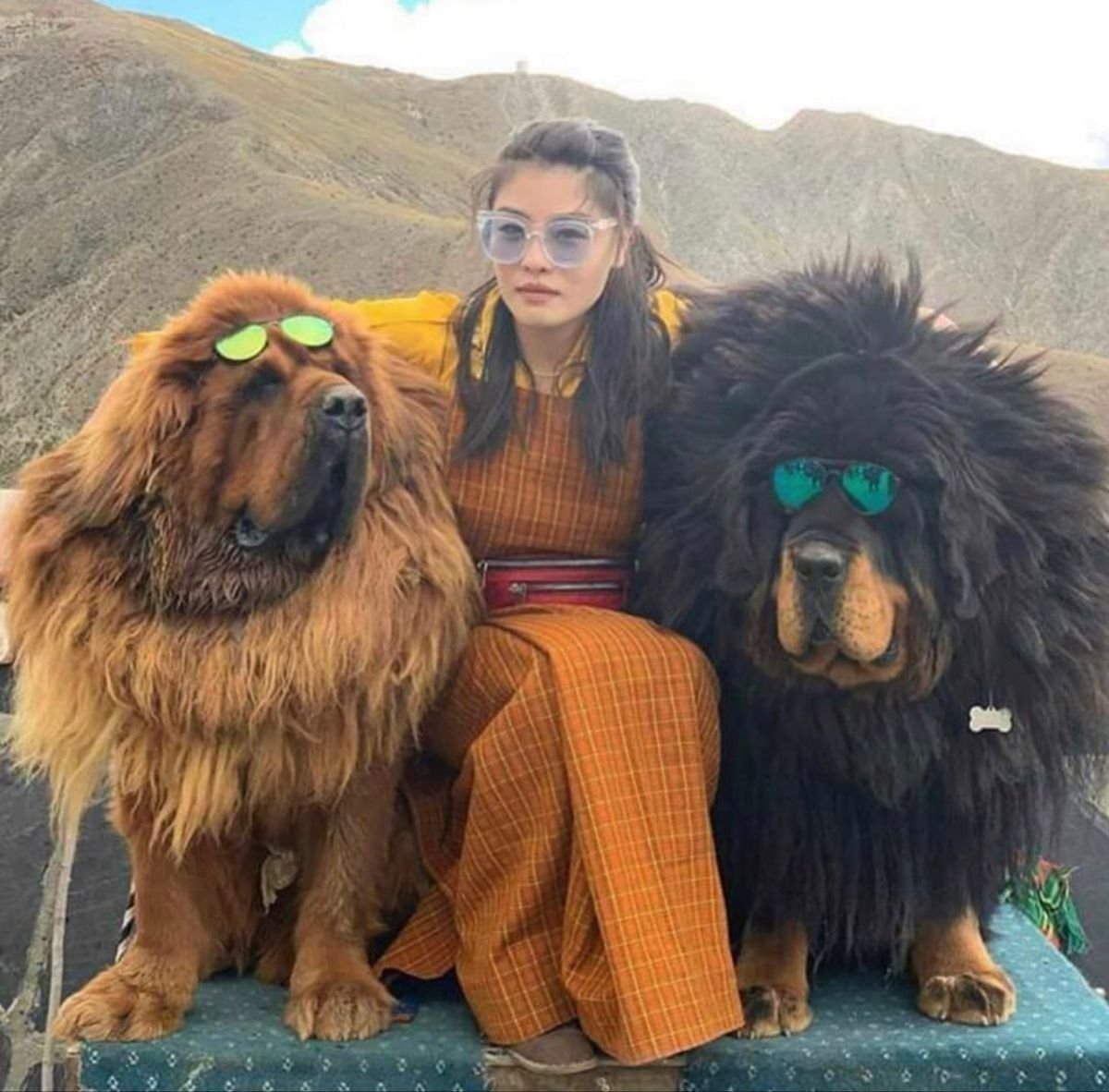 Тибетский мастиф и волкодав