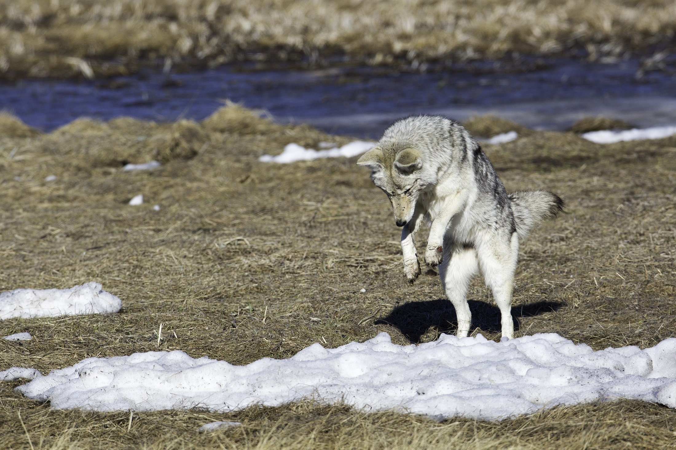 Кто может съесть волка. Канис Лупус ланигер (тибетский волк). Волк и койот. Волк в дикой природе. Волк прыгает.