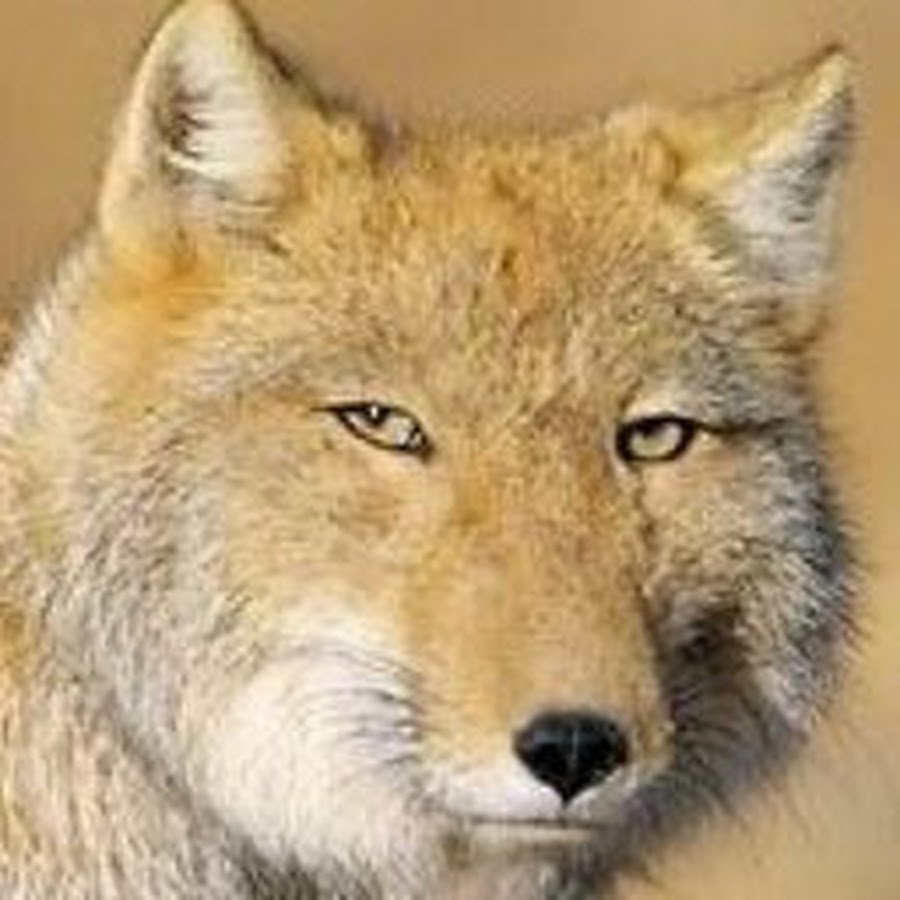 Монгольская лисица