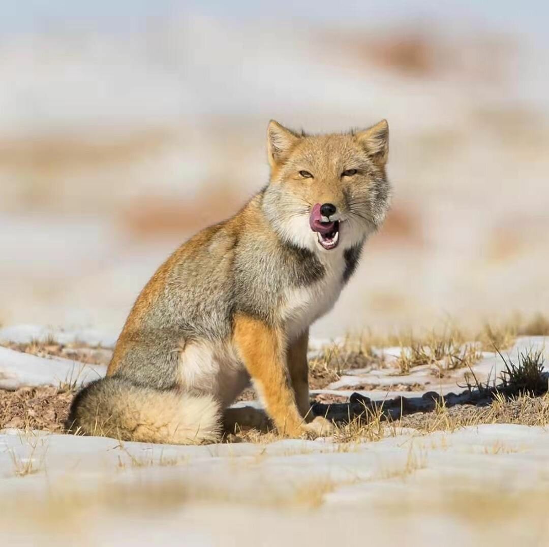 Маламут тибетский белый