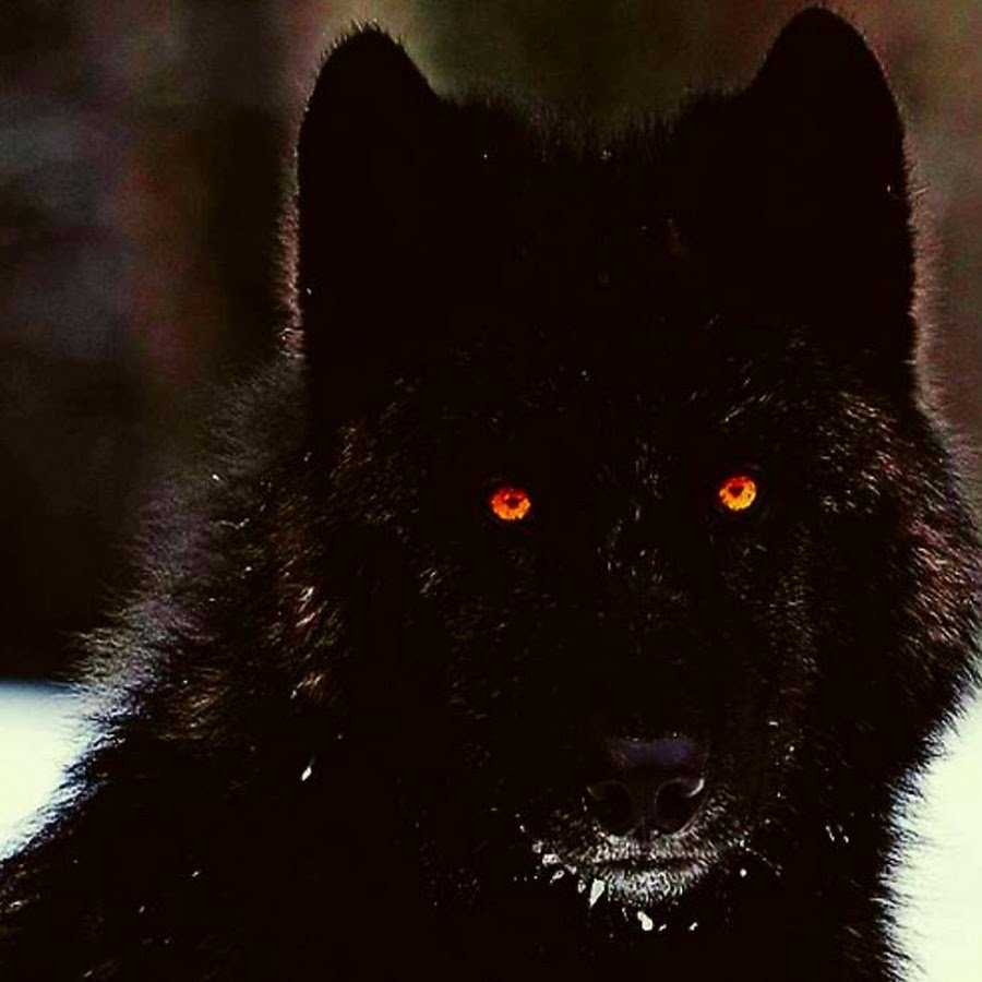 Тибетский мастиф 2 метра