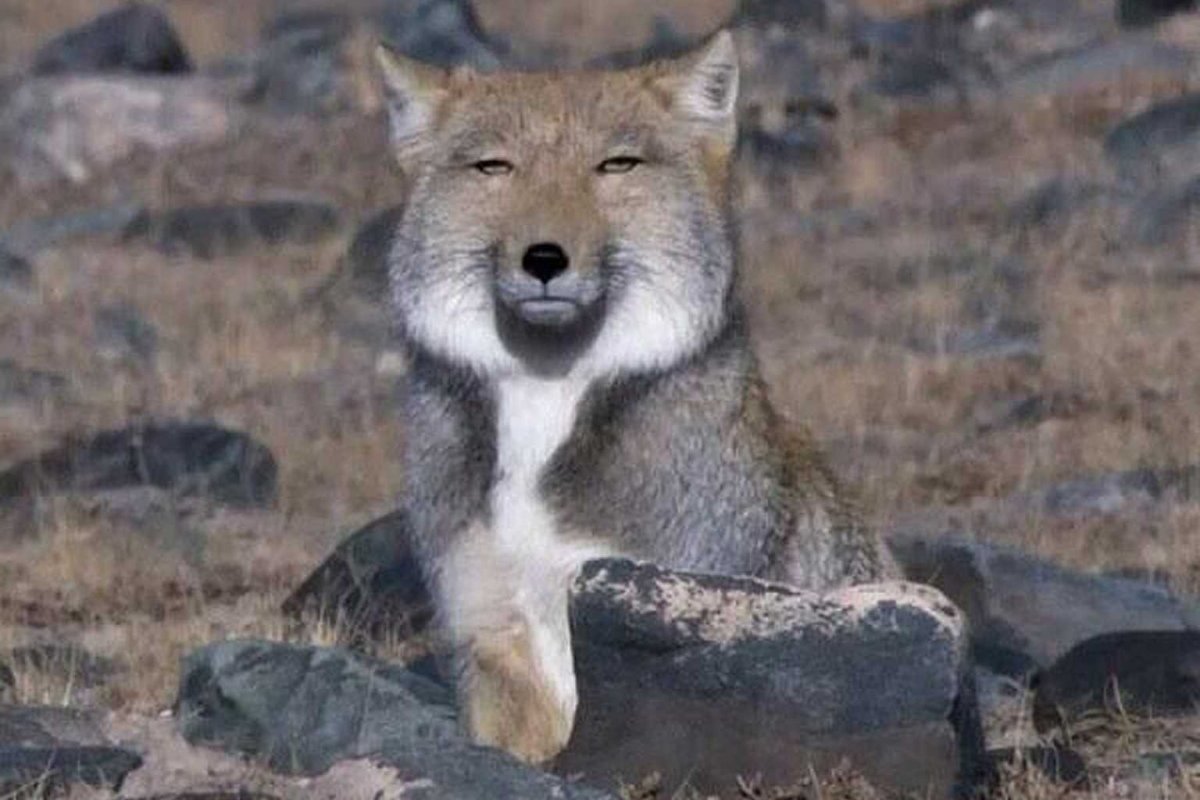 Самые лучшие картинки Волков 2021