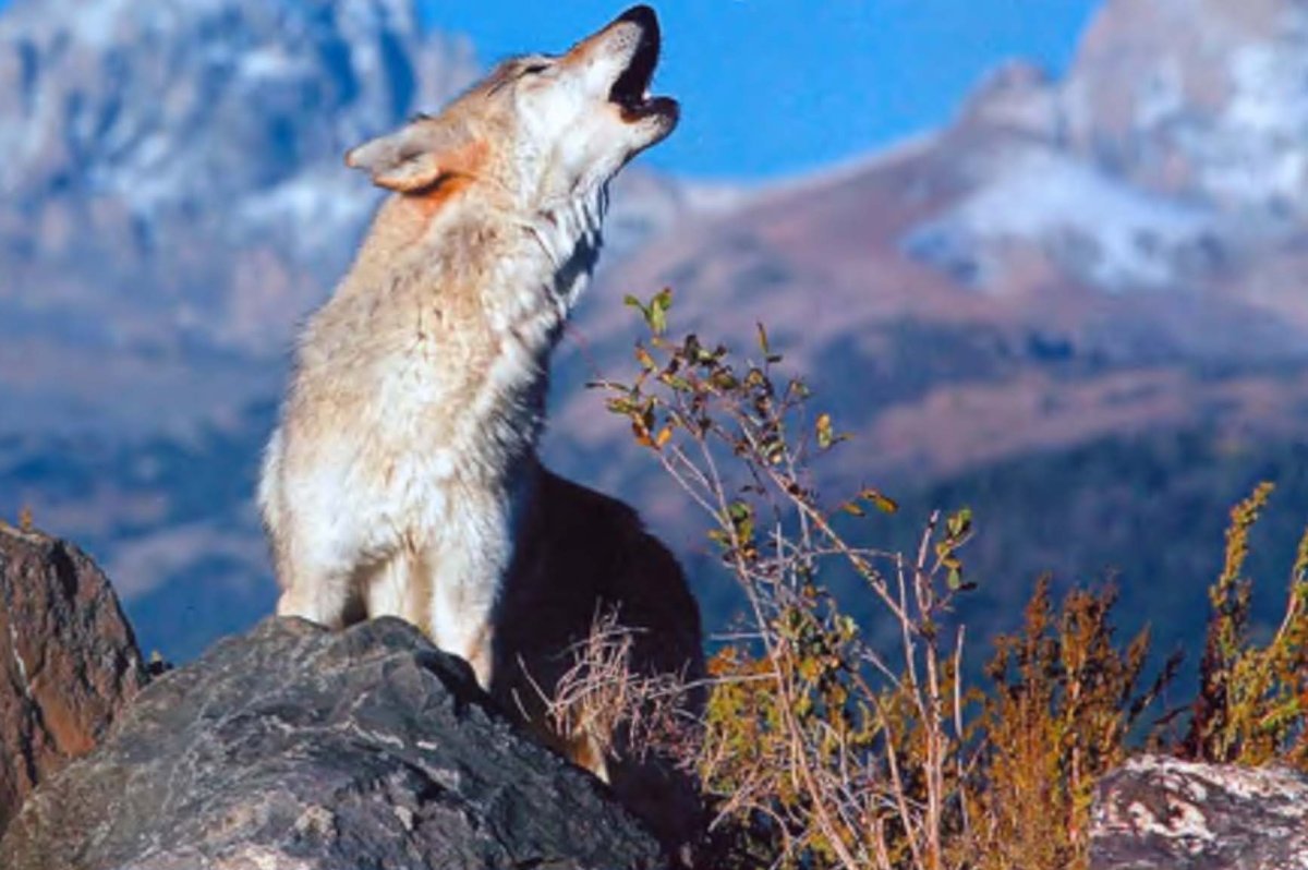 Волчья стая сериал 2022