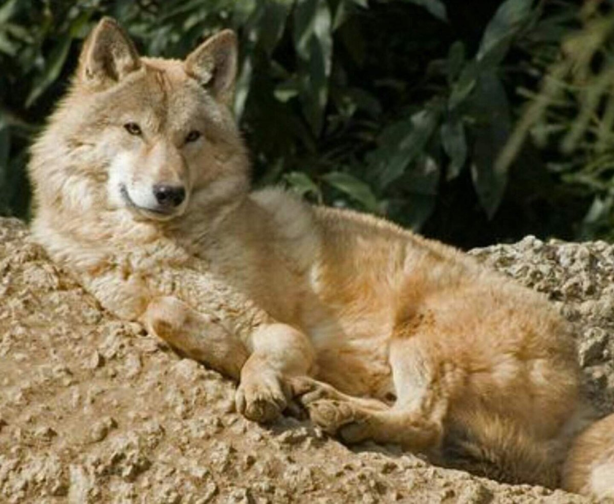 Тибетский волк