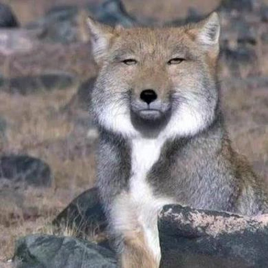 Кенайский волк canis Lupus alces