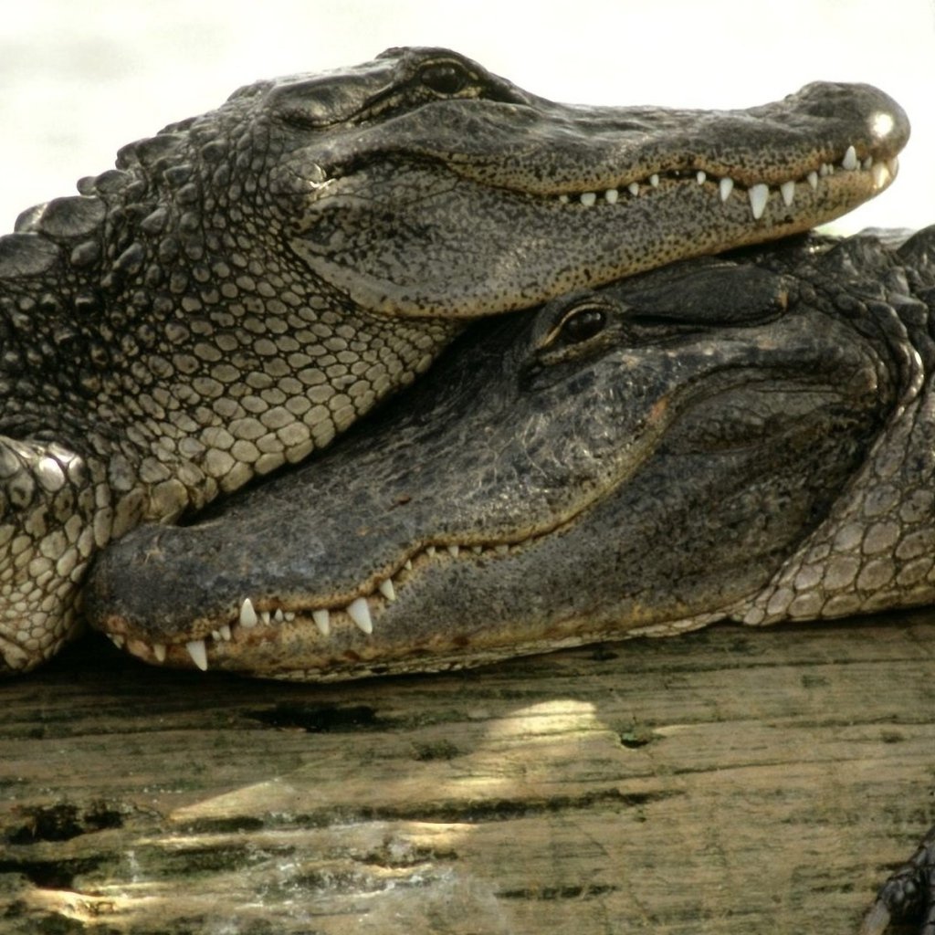 Alligator sinensis