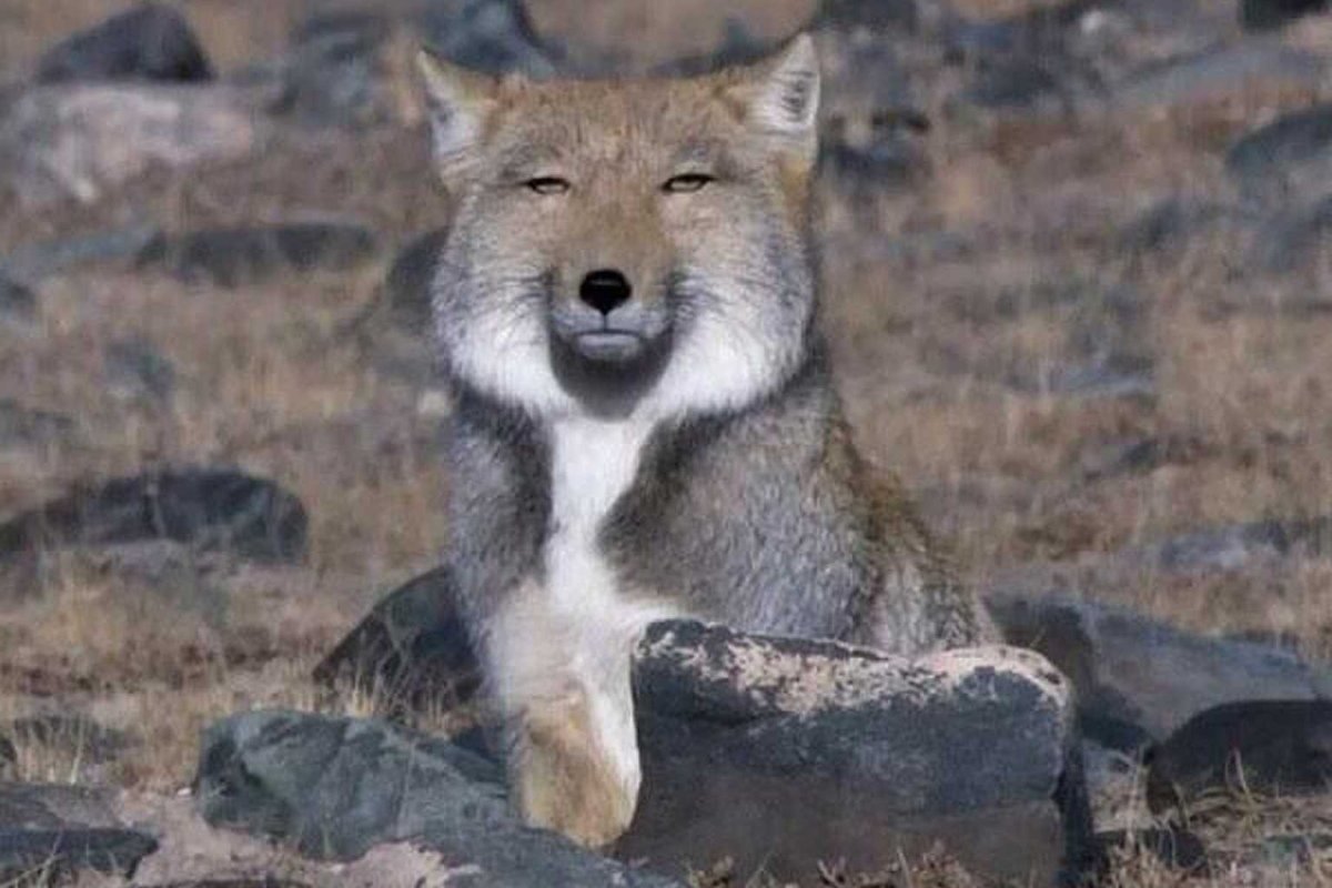 Тибетская лиса профиль