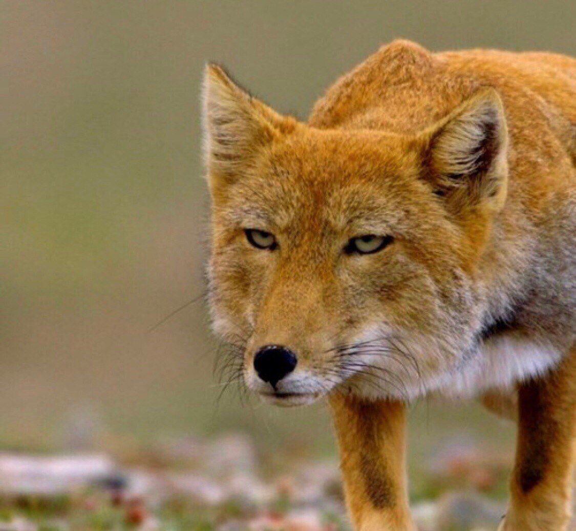 Достижение тибетская лиса