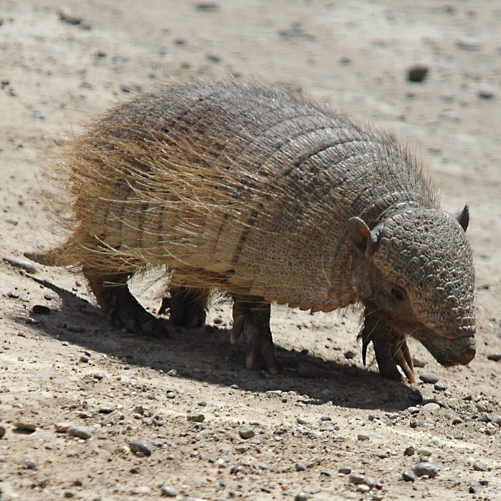 Розовая Фея Армадилло