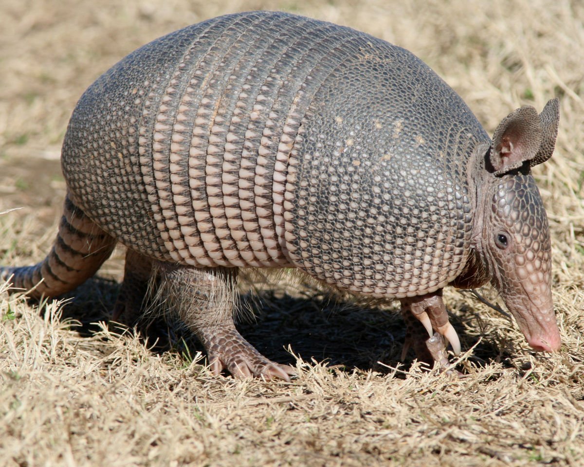 Плащеносный броненосец