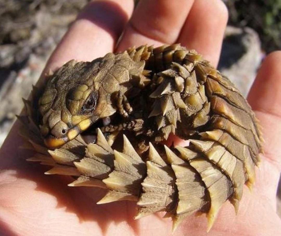 Щитник мечехвост