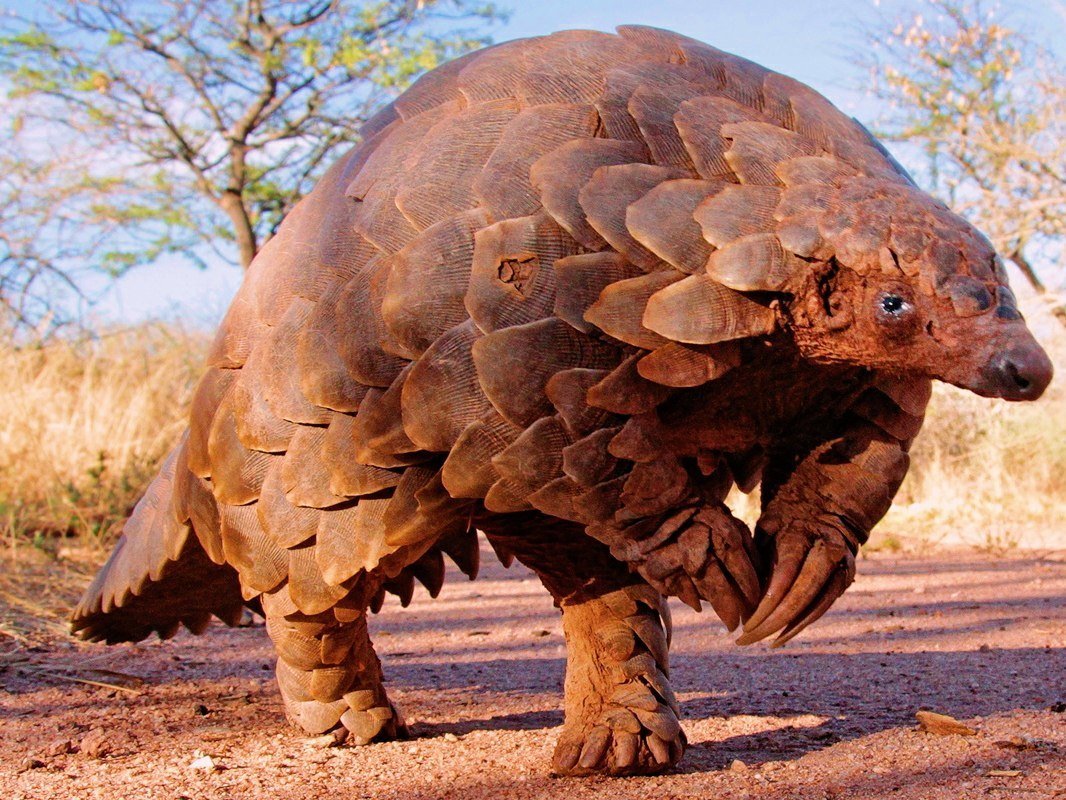 Tolypeutes tricinctus