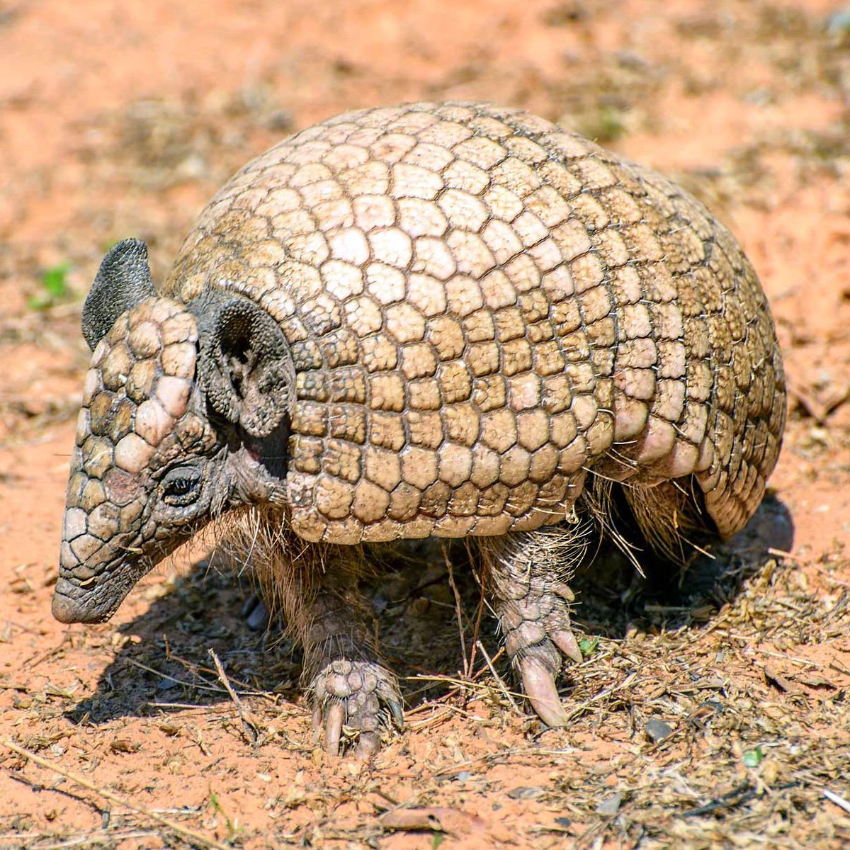 Мечехвост на белом фоне