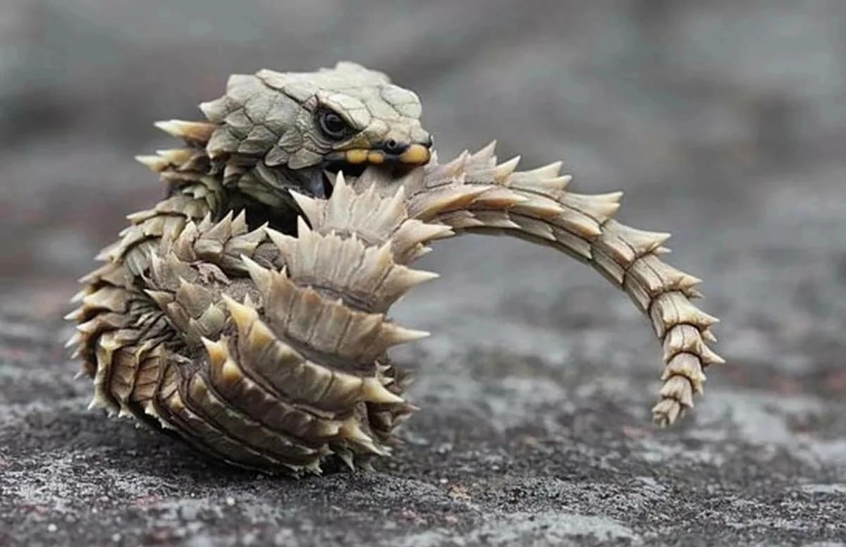 Featherless bipedal this is a man