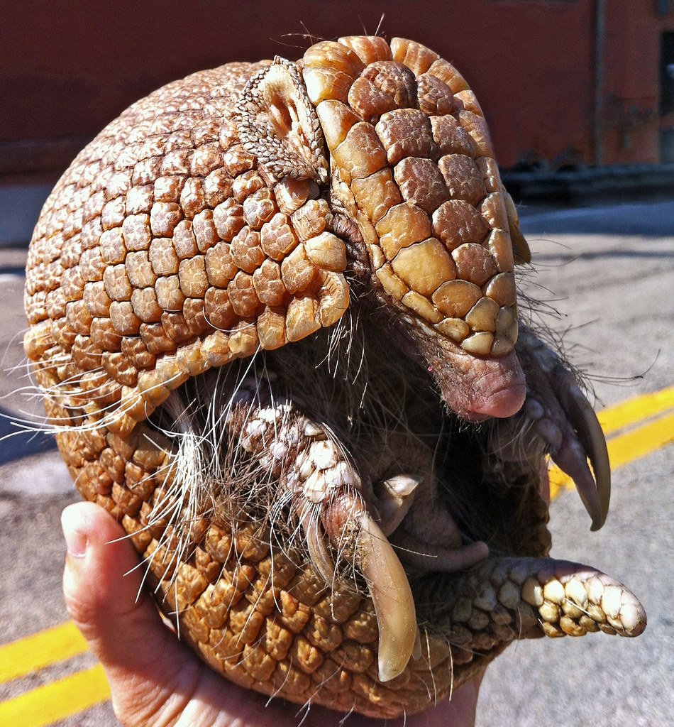 Сумчатый броненосец