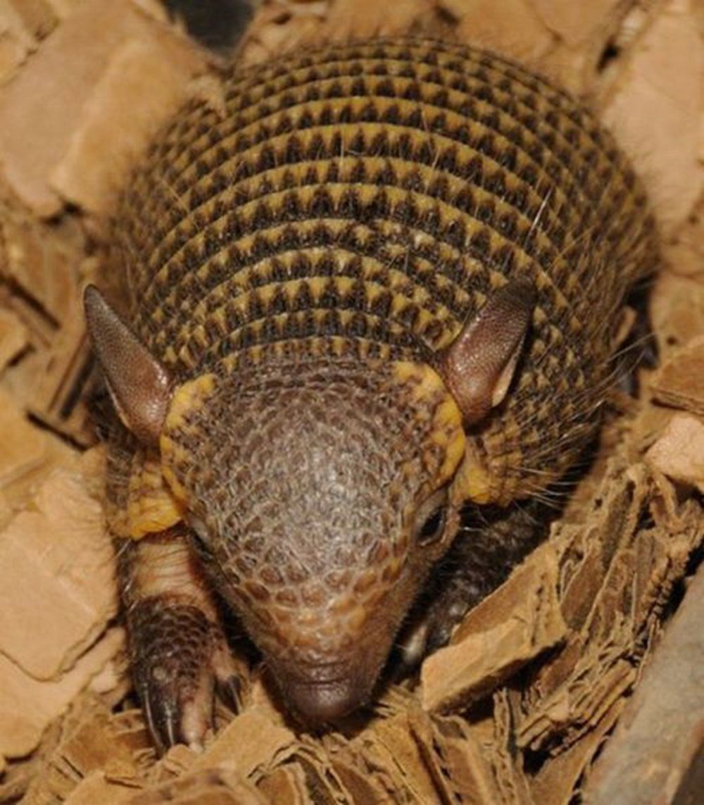 Муравьед броненосец