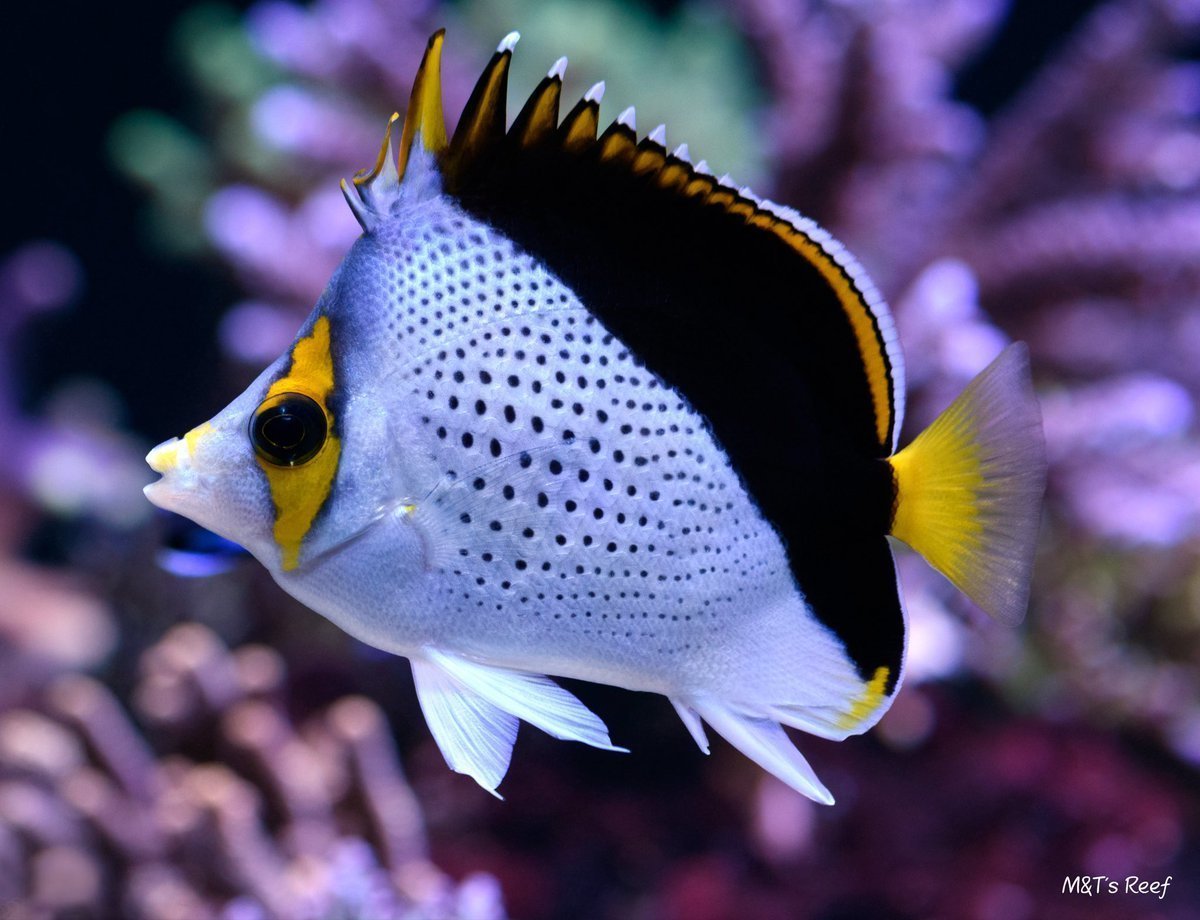 Рыба удильщик рыба удильщик