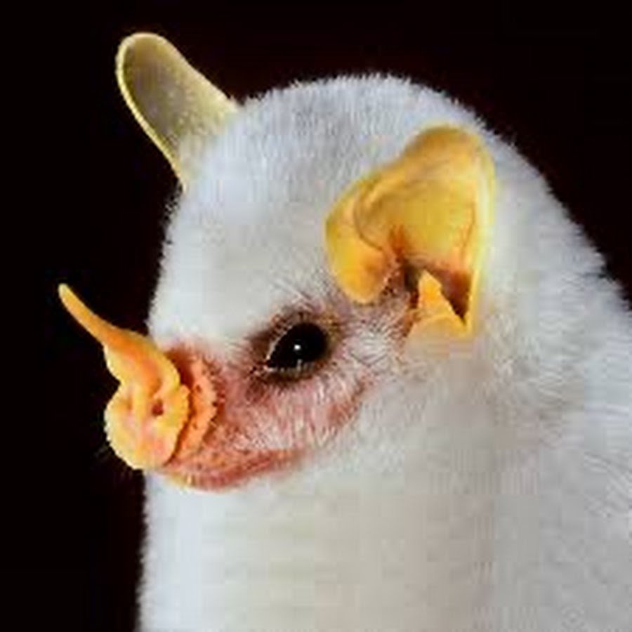 Листонос Пратта