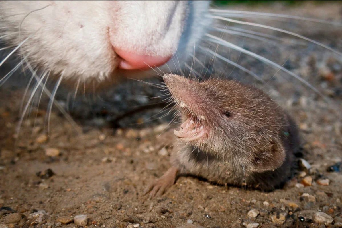 Землеройковые крысы