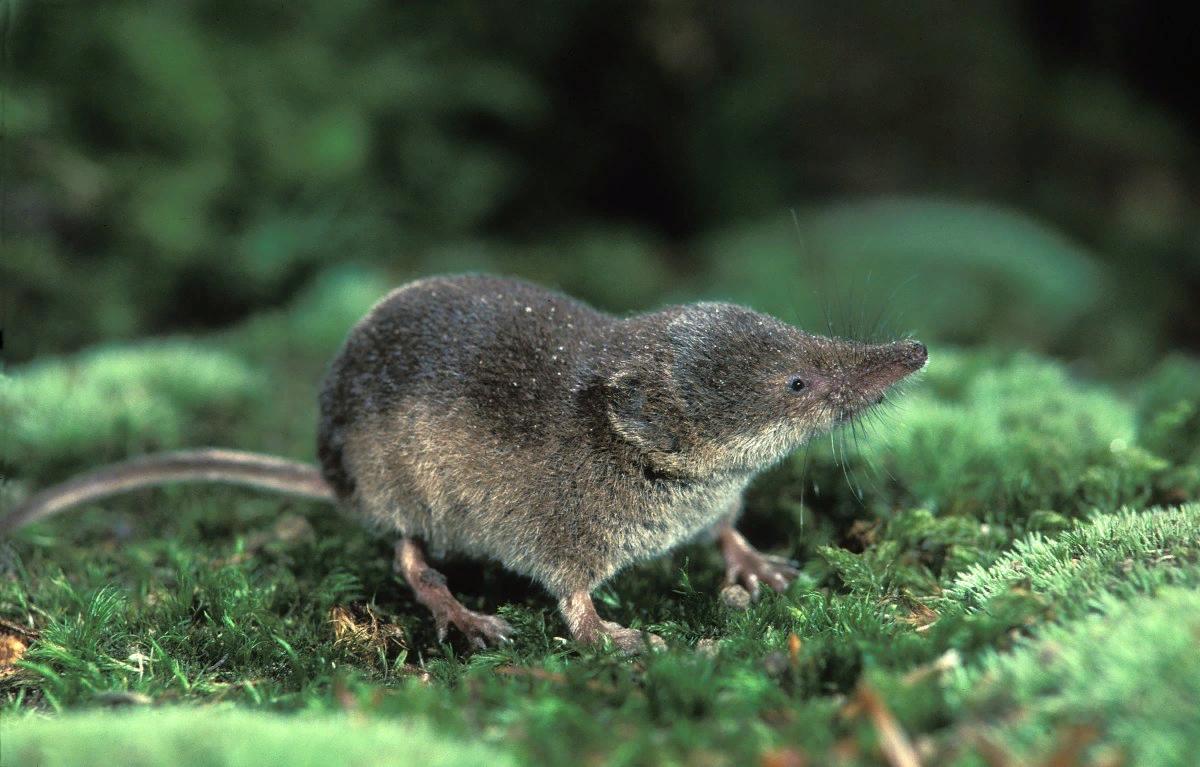 Бурозубка обыкновенная