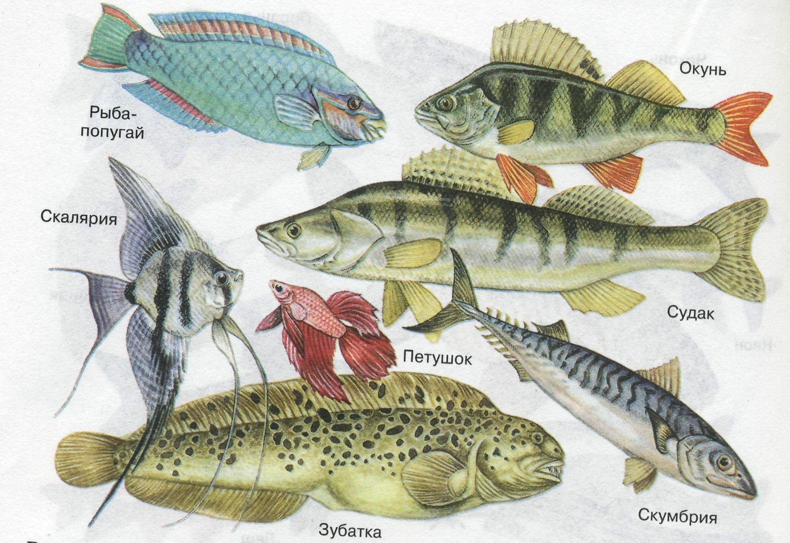 Рыба отряда окунеобразных