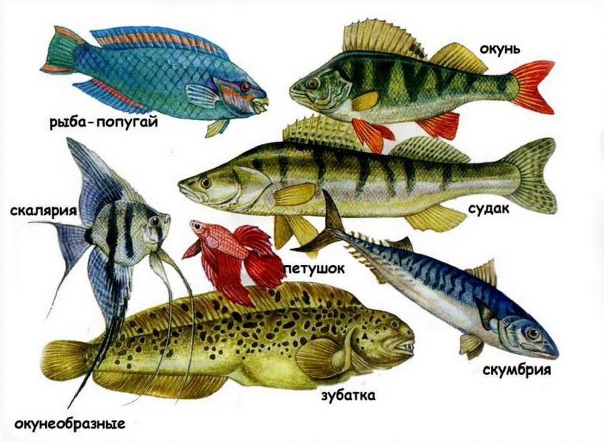 3 примера костных рыб. Костные рыбы отряд Карпообразные. Отряд окунеобразные рыбы представители. Представители отряда Карпообразные костные рыбы. Семейство окунеобразных.