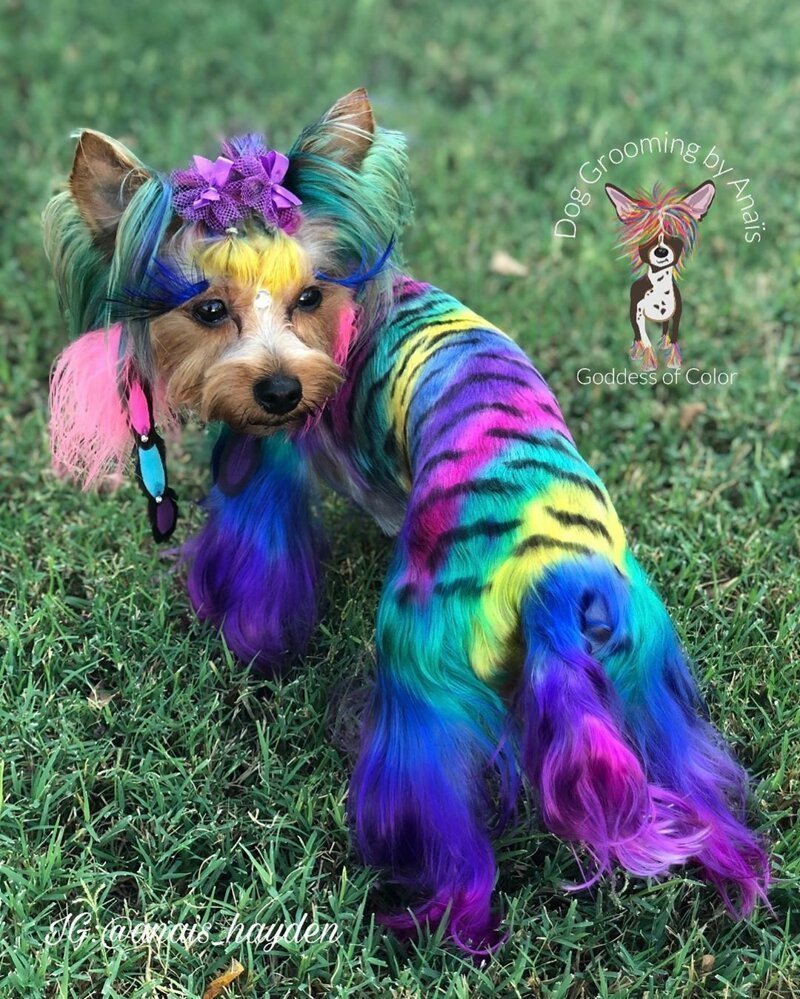 Необычные собаки