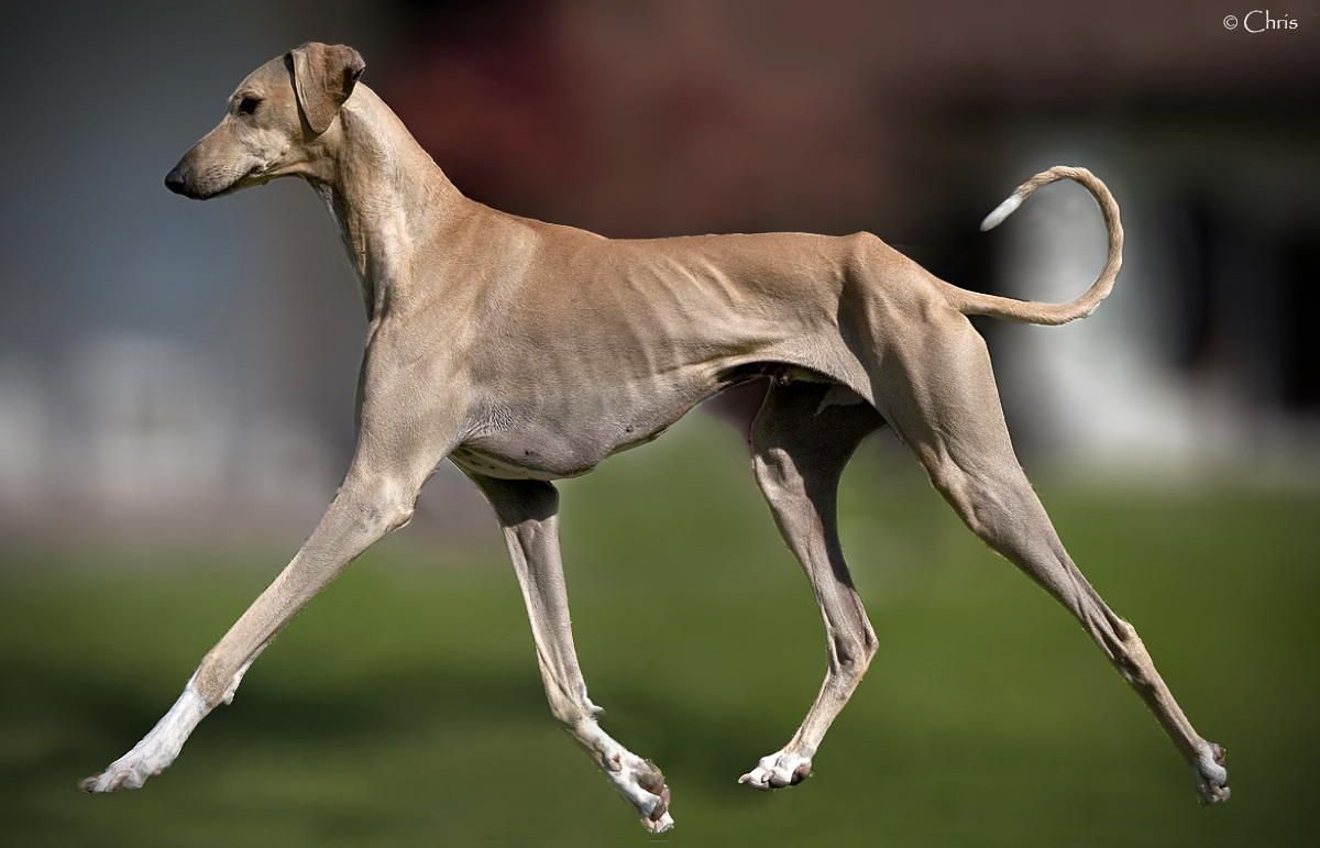 Азавак Левретка черная