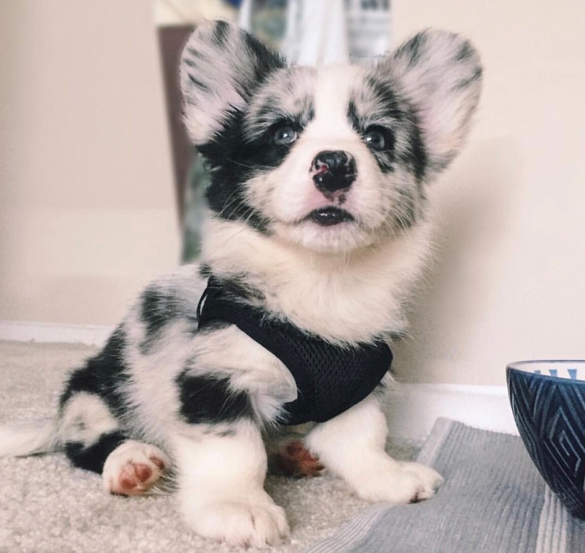 Вельш корги пемброк серый