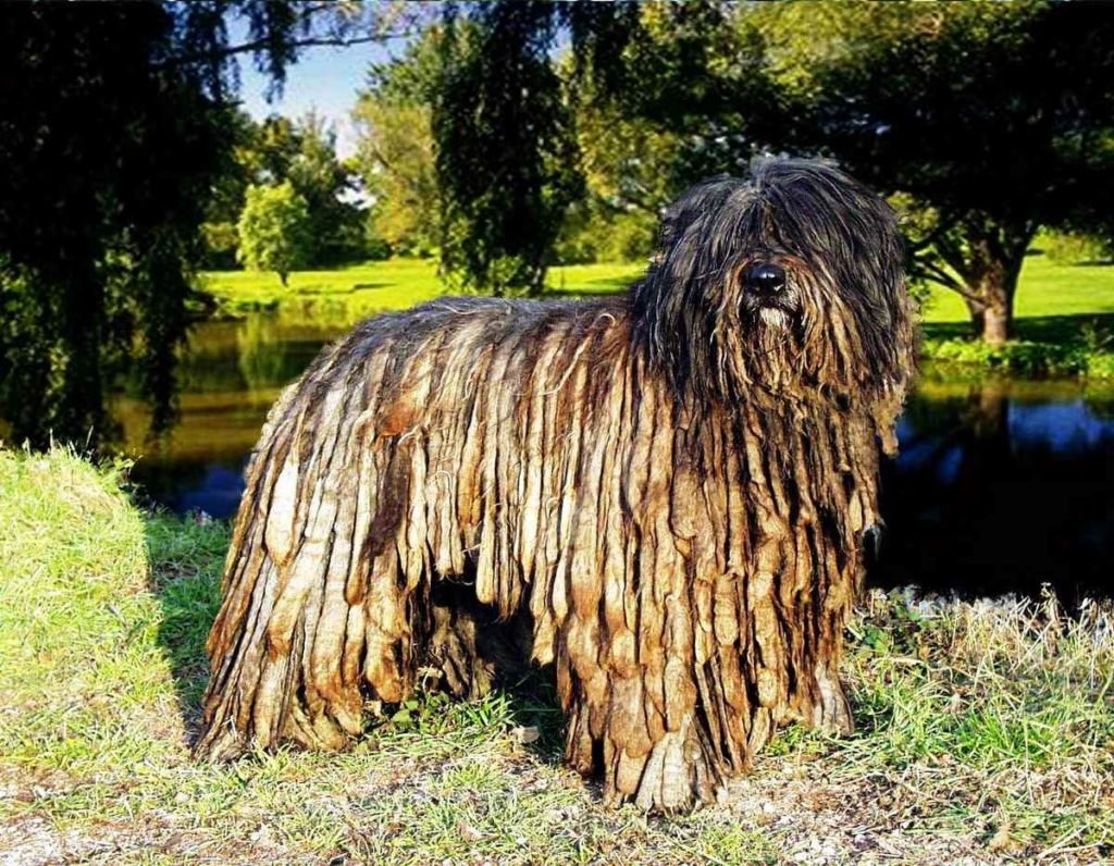 Бергамская овчарка Бергамаско