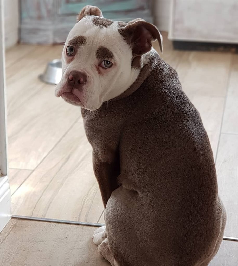 Необычные расцветки собак