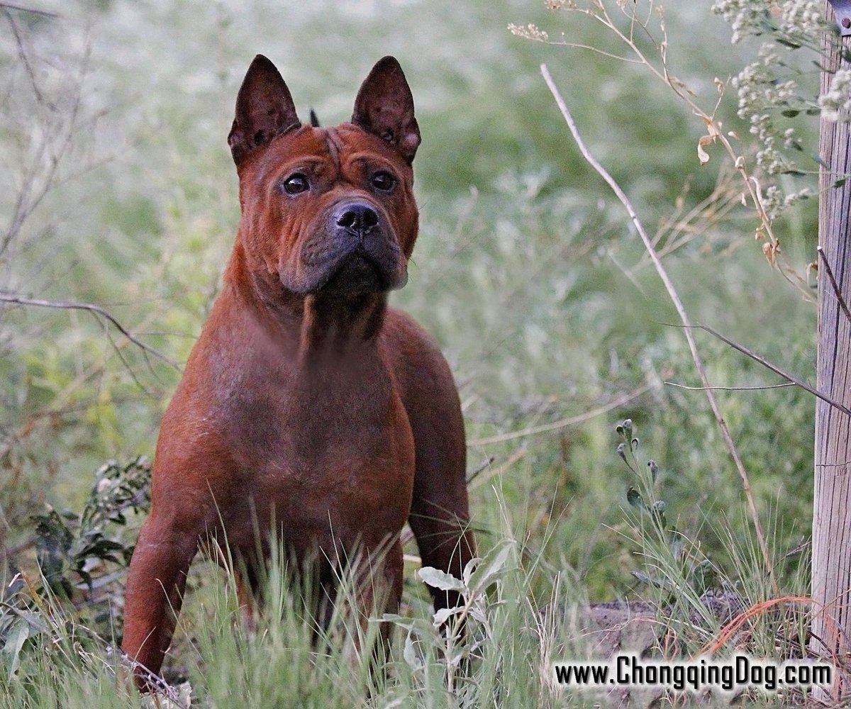 Чунцин порода собак